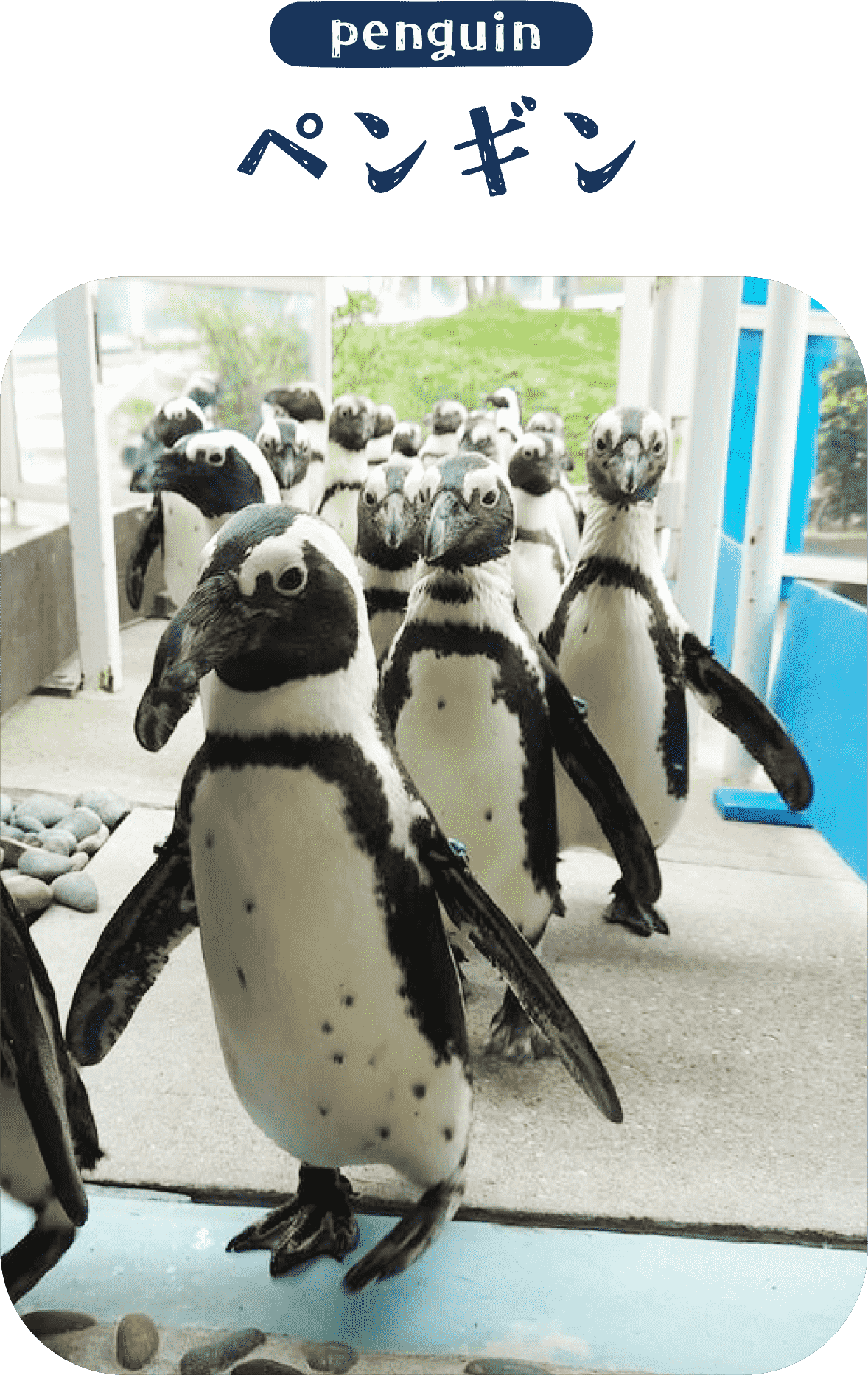 海のいきものＱ＆Ａ｜PukapukaBoo プカプカブー 05