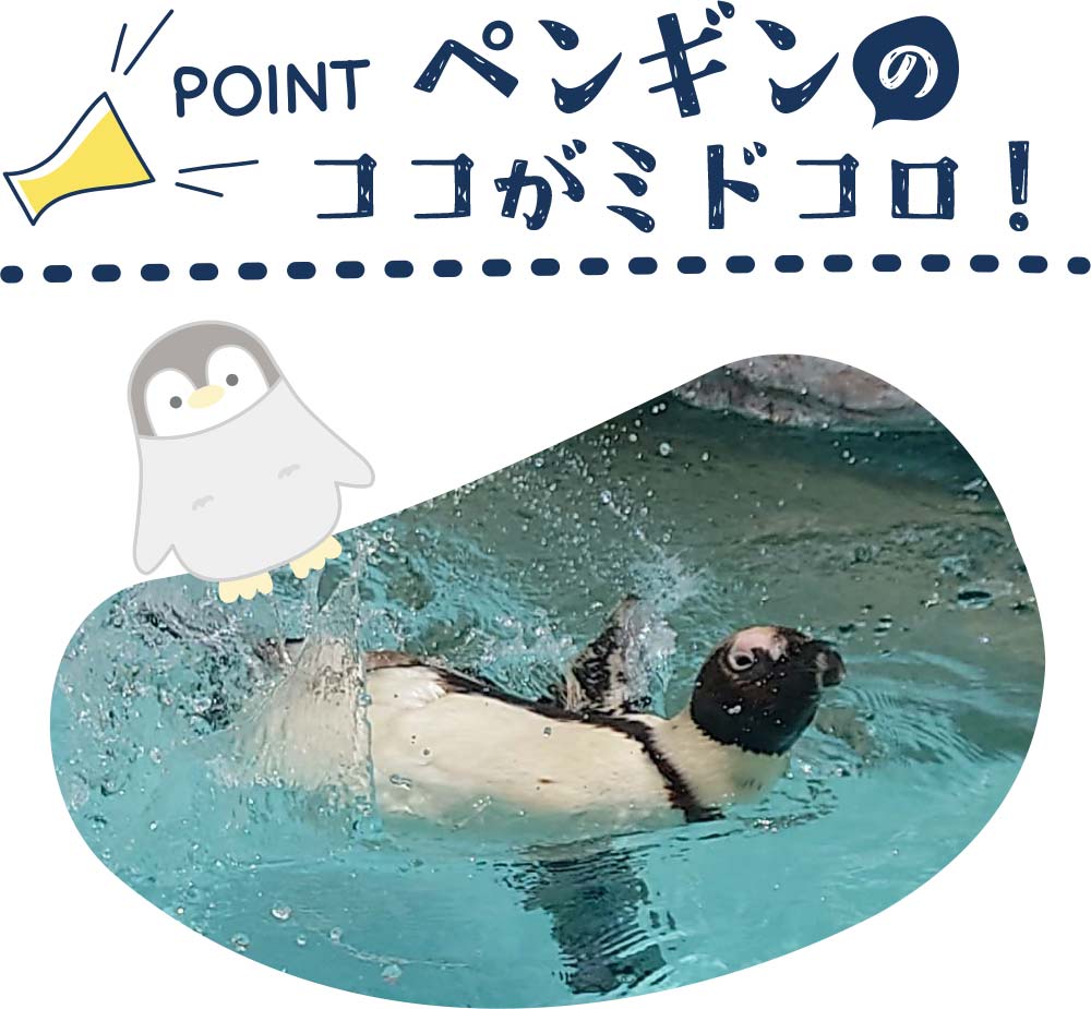 海のいきものＱ＆Ａ｜PukapukaBoo プカプカブー 07