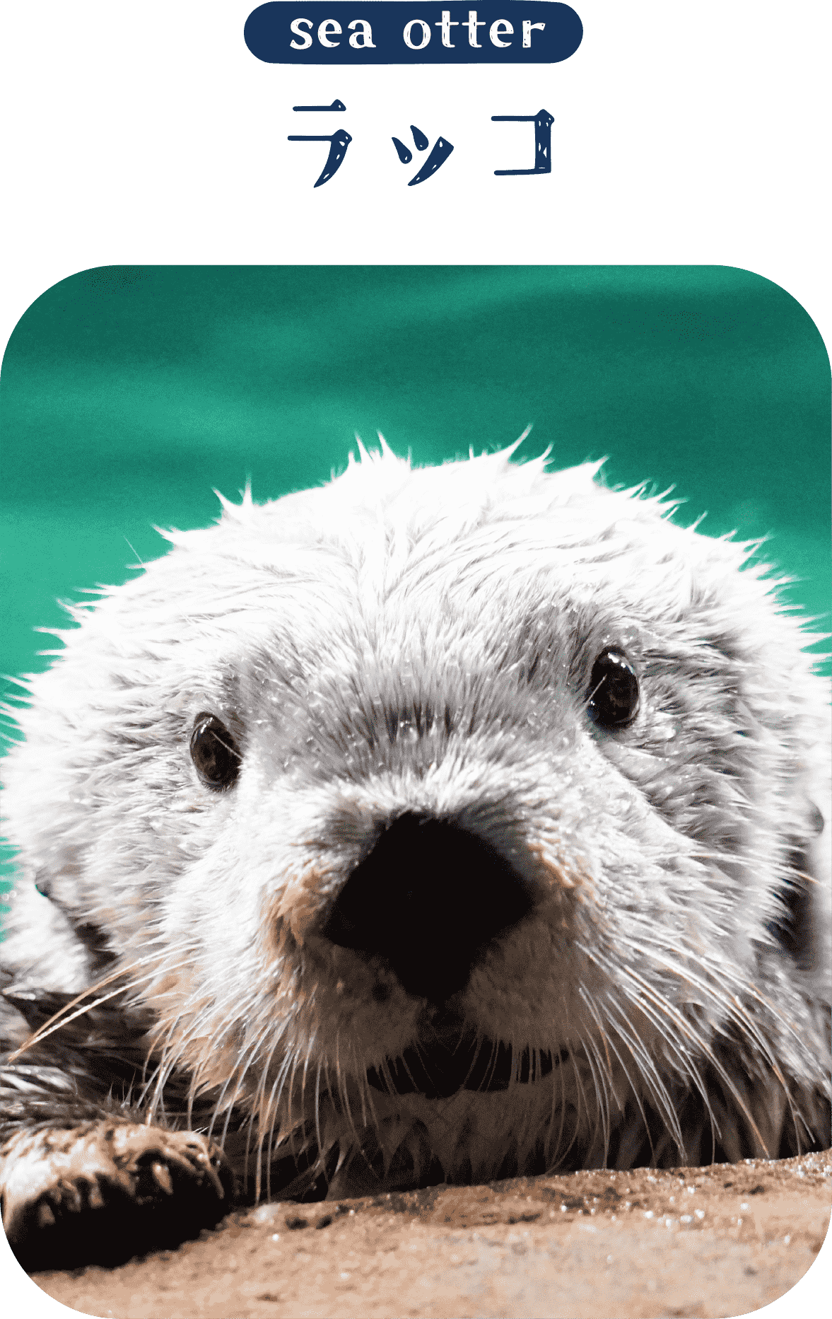 海のいきものＱ＆Ａ｜PukapukaBoo プカプカブー 05