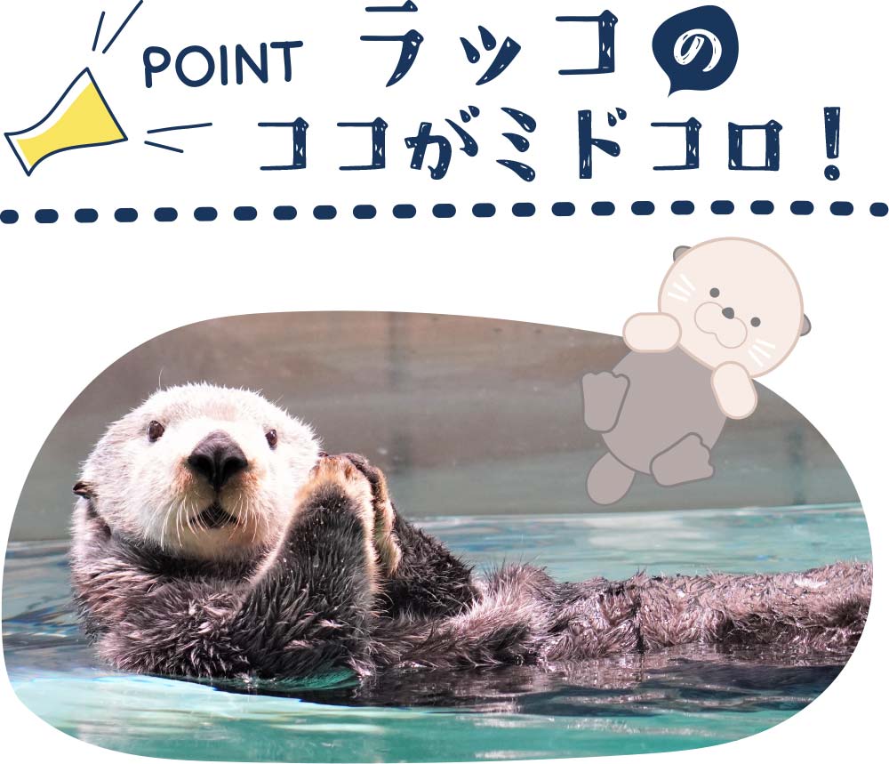 海のいきものＱ＆Ａ｜PukapukaBoo プカプカブー 07