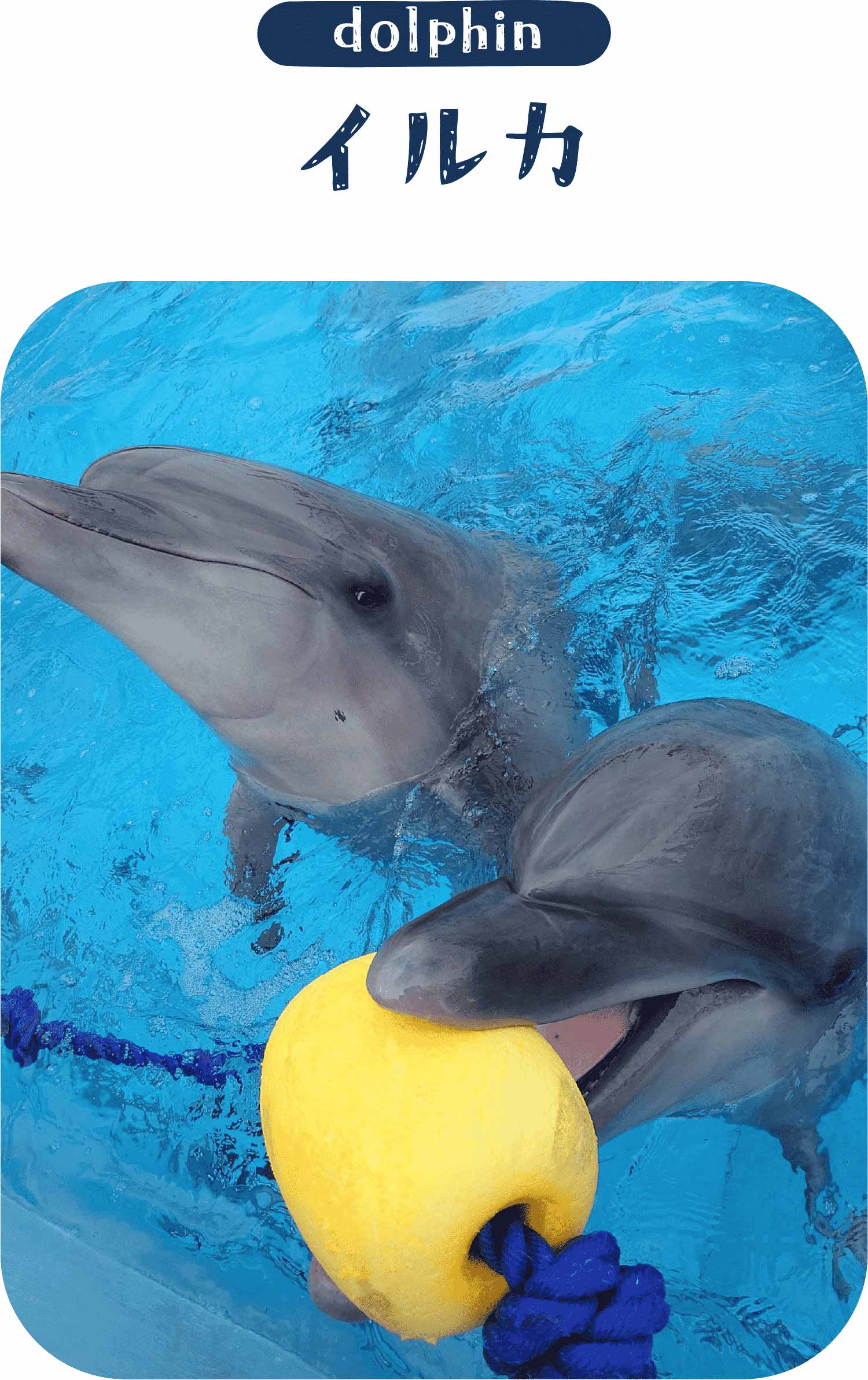 海のいきものＱ＆Ａ｜PukapukaBoo プカプカブー 05