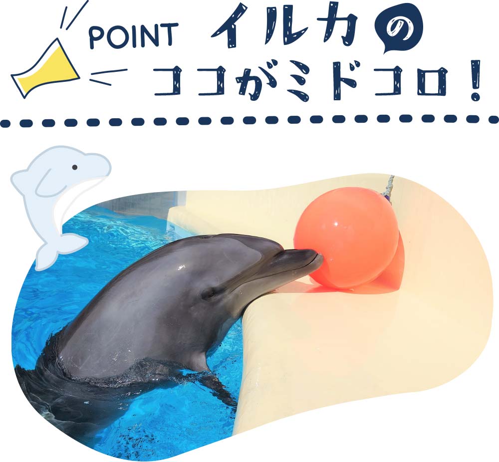 海のいきものＱ＆Ａ｜PukapukaBoo プカプカブー 07