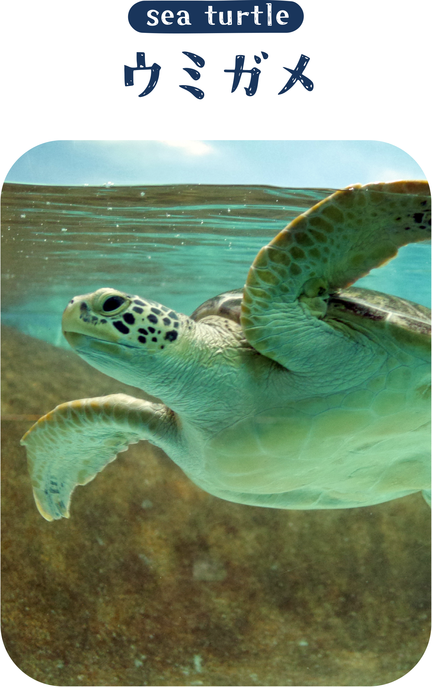 海のいきものＱ＆Ａ｜PukapukaBoo プカプカブー 05