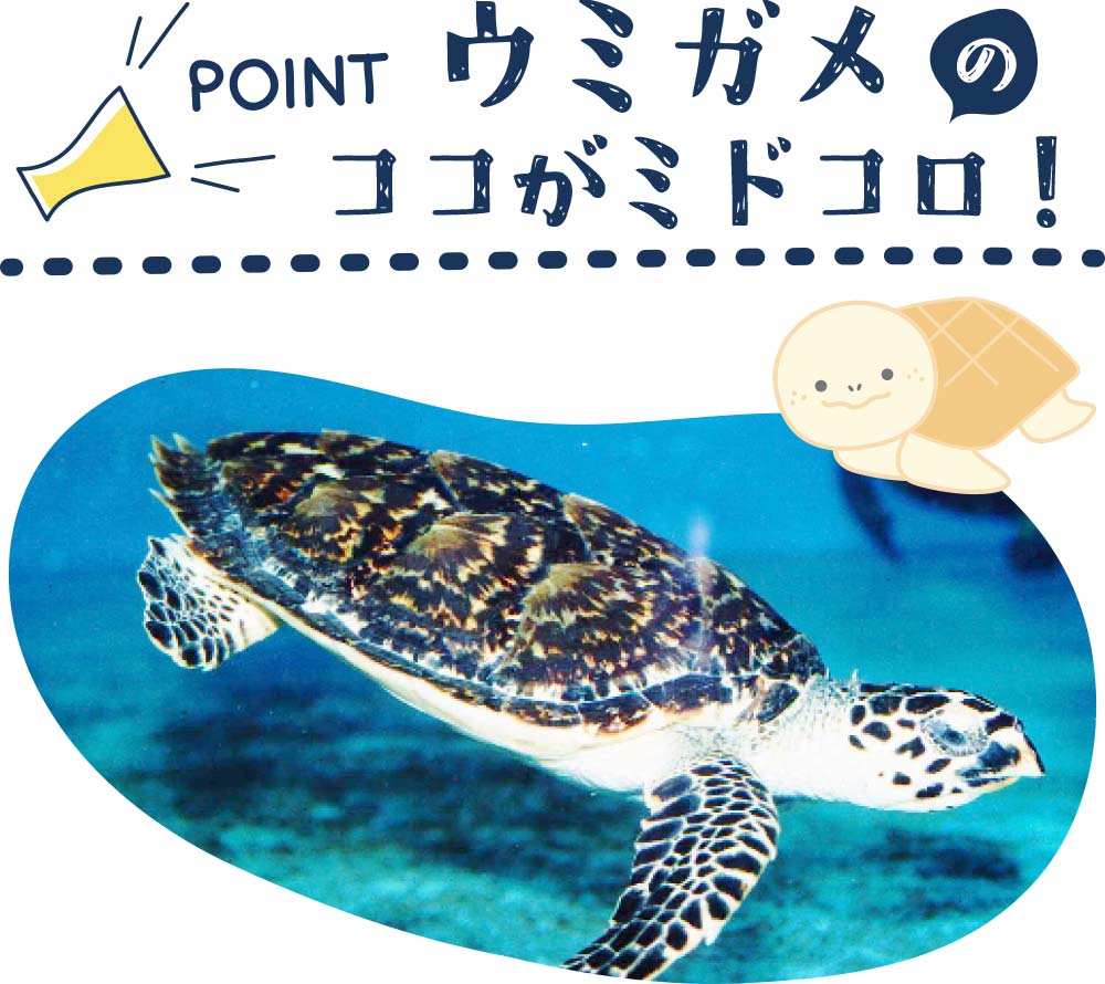 海のいきものＱ＆Ａ｜PukapukaBoo プカプカブー 07