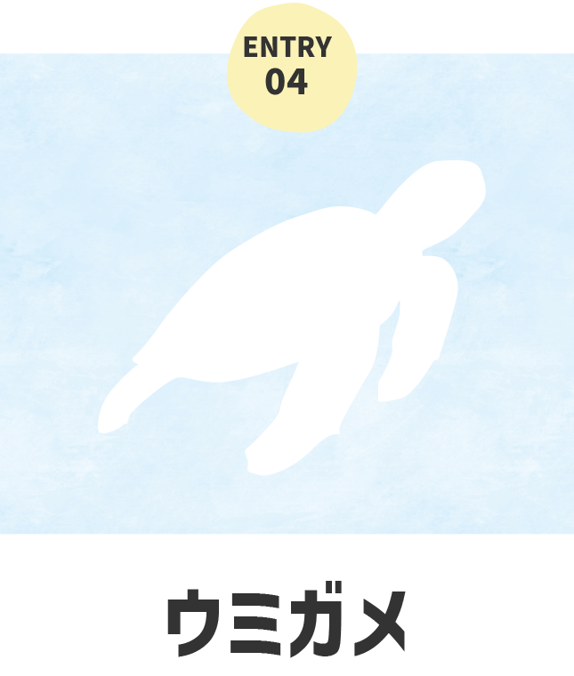 海のいきもの ウミガメ
