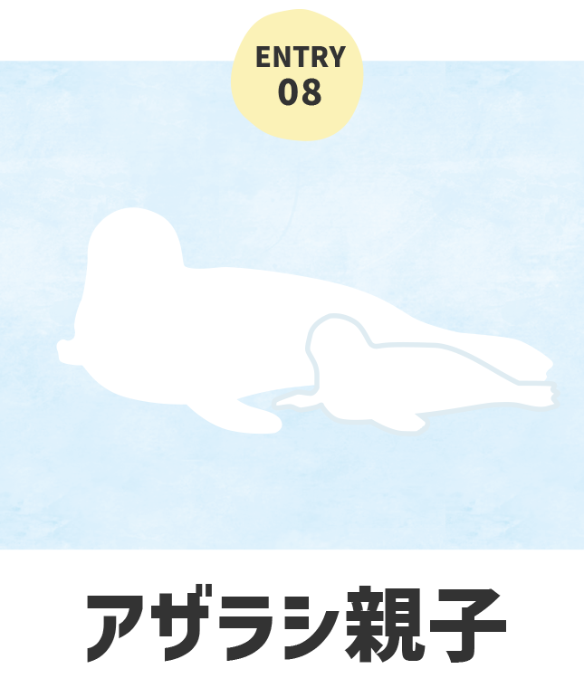海のいきもの アザラシ親子