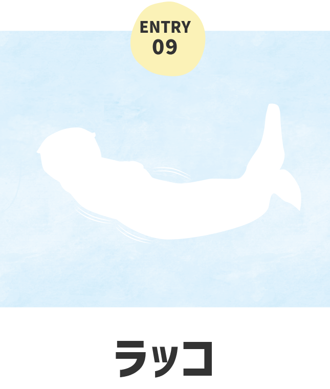 海のいきもの ラッコ